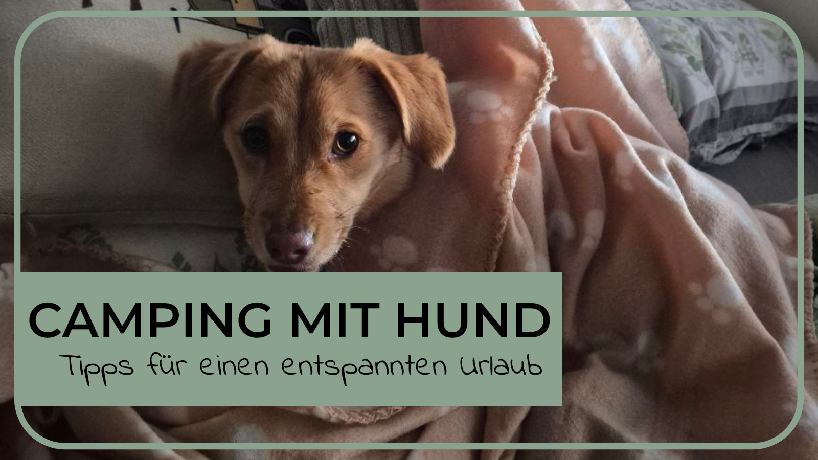 Camping und Reisen mit Hund